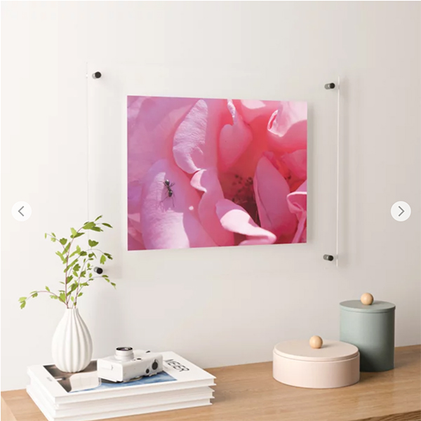 Pink Spanish Rose Floating Acrylic Print by Travelways