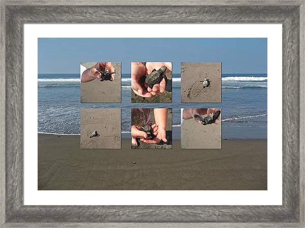Releasing Baby Turtles into Water - Collage Framed Print gray