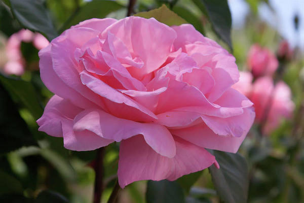 Spanish pink rose in the garden by tatiana travelways