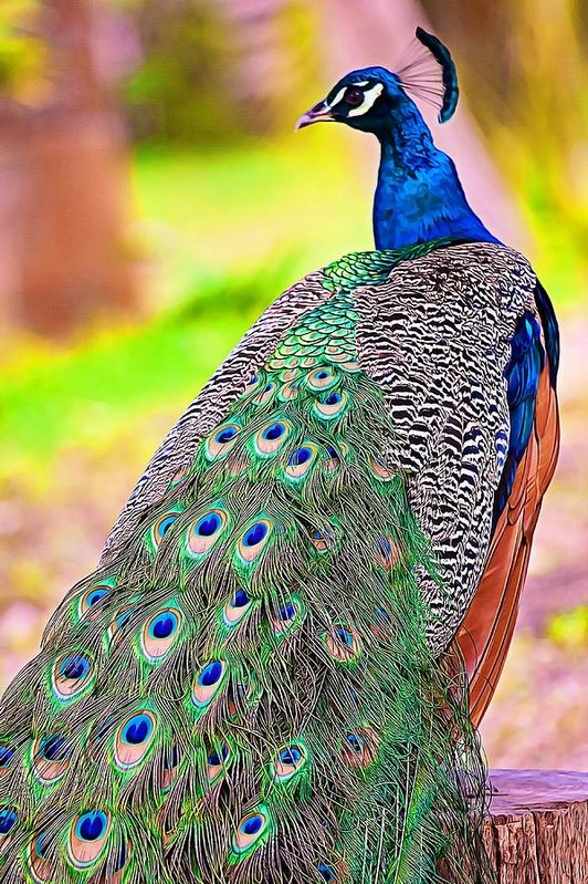 Proudly spotted - Peacock