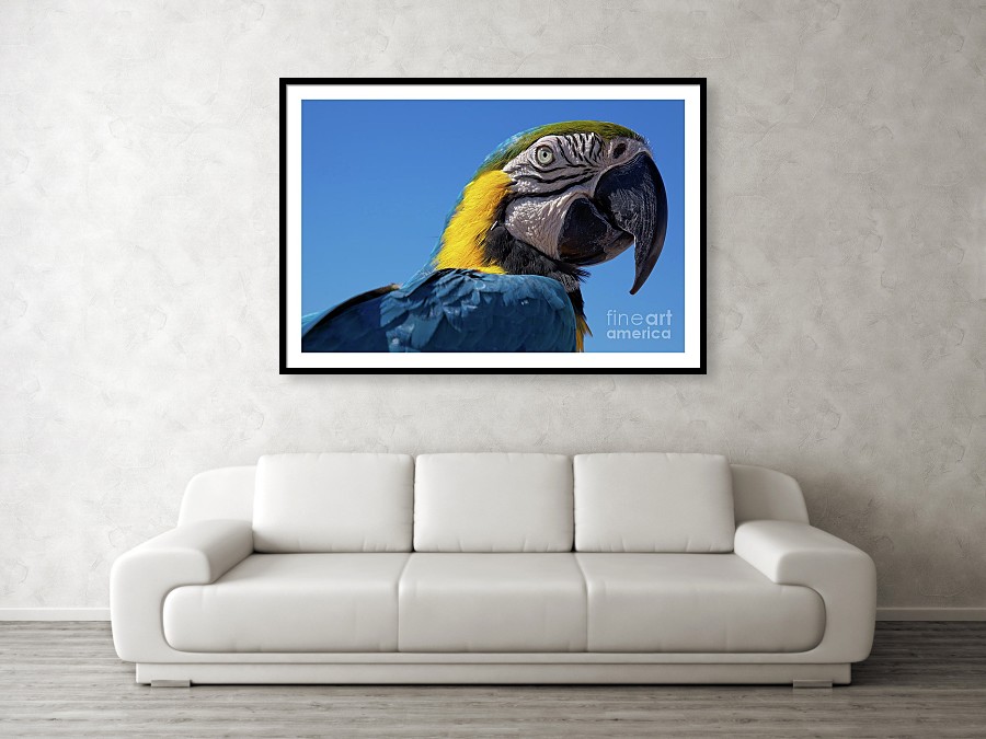 Cozumel tropical life - parrot portrait framed art print