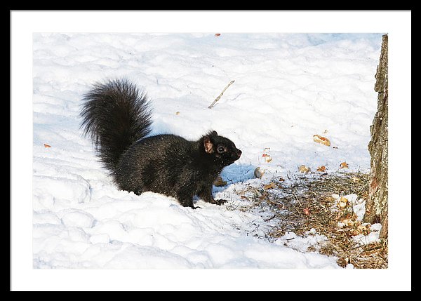Squirrel on the snow framed poster as children room decor