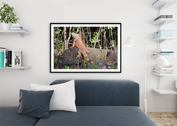 giant iguana art print