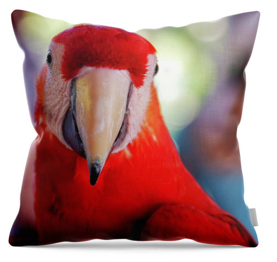 Portrait of a vibrant red Scarlet Macaw, a stunning example of nature's beauty, with striking red feathers and a bold beak, by Tatiana Travelways