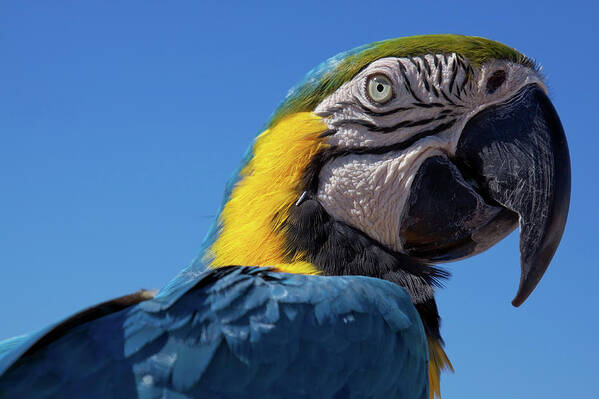 Colorful parrot's head with yellow, blue and green colored feathers and close-up on his eye, huge beak and markings, on a plain blue sky background - Cozumel, Mexico.