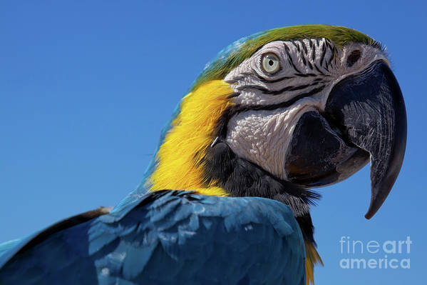 Colorful parrot in Cozumel, Mexico