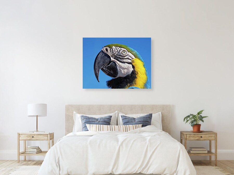 Eye contact - Colorful parrot's head canvas print by Tatiana Travelways.   Bring your artwork to life with the texture and depth of a stretched canvas print. 