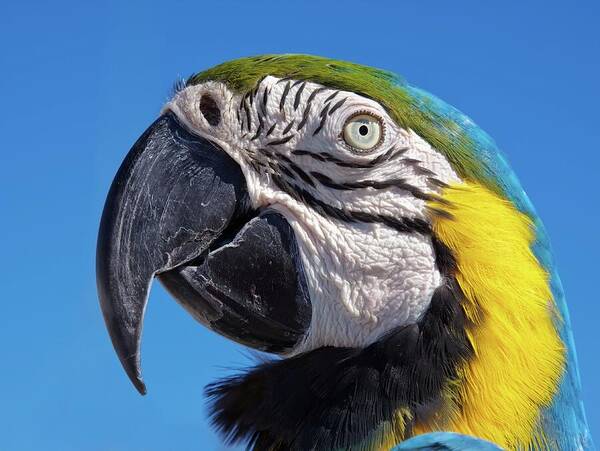 Close-up on a parrot's head with vivid colors and intricate details, by Tatiana Travelways
