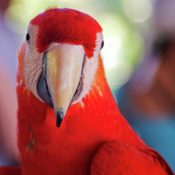 Portrait of a vibrant red Scarlet Macaw, a stunning example of nature's beauty, with striking red feathers and a bold beak, by Tatiana Travelways