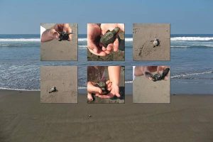 Releasing Baby Turtles into Water - Collage Art Print