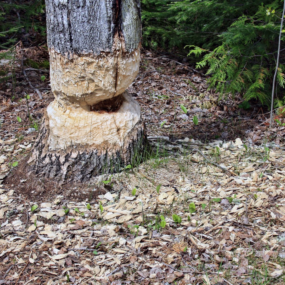 Beever work - tree chewed by a beaver in the forest