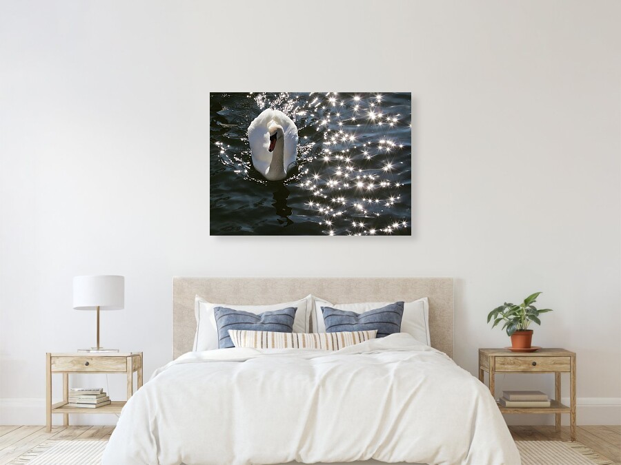 Fairy-tale on Rhine River framed art print Swan floating on Rhine River, surrounded by white and small stars, like in a fairy-tale - Taken in Breisach, Germany in a sunny spring morning - wall decor, by tatiana Travelways