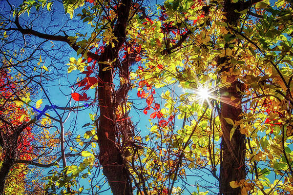 Autumn colors and foliage with sunburst Trees with golden leaves and sunburst on an intense blue sky in Ontario, Canada, at autumn time, by Tatiana Travelways