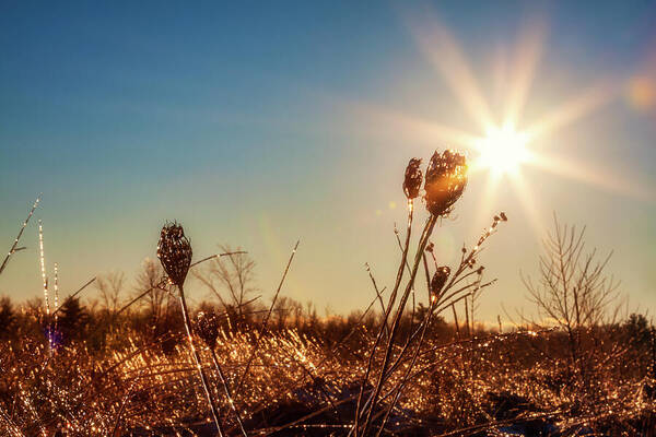 Magical star of light and ice Art Print by Tatiana Travelways